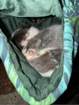 4 Ratten inkl. Zubehör und Käfig