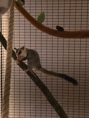 Suger Glider 