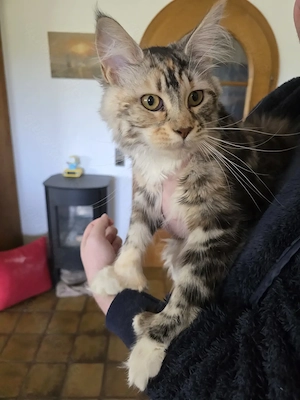 Maine Coon Mädchen 