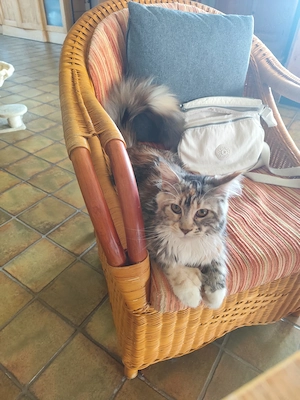 Maine Coon Mädchen  Bild 4