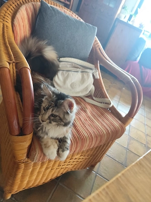 Maine Coon Mädchen  Bild 2