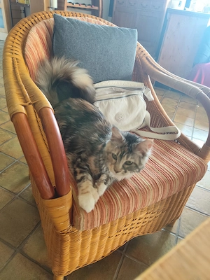 Maine Coon Mädchen  Bild 5