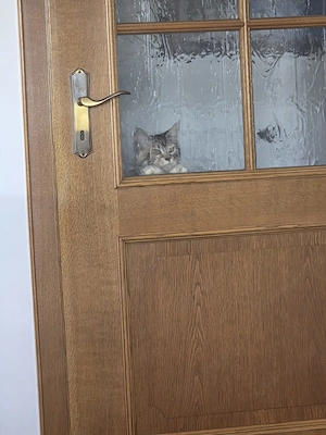Maine Coon Mädchen  Bild 3
