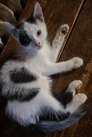 Eine Babykatze sucht ein Zuhause