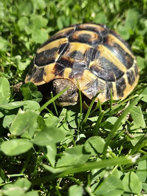 Griechische Landschildkröte testudo hermanni 2024