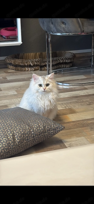 Britisch langhaar Katze