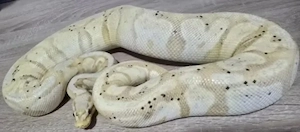 2.3 Königspythons mit Terrarack abzugeben 