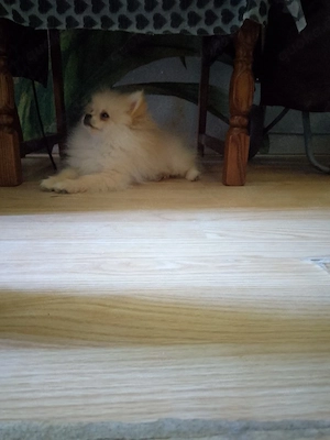  Pomeranian zwergspitz gechipt geimpft entwurmt sehr verspielt und Kinder freundlich 