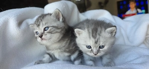 Britisch Kurzhaar Kitten BKH