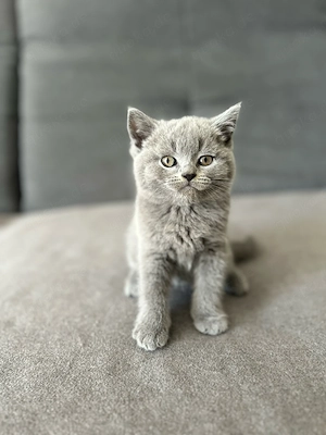 BKH Kitten Auszugsbereit Blue Lilac