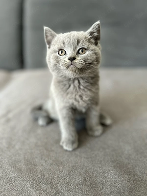 BKH Kitten mit Stammbaum