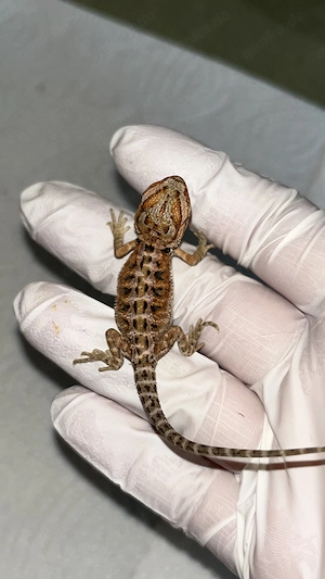 Bartagame NZ 