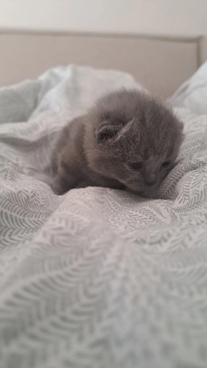 Bkh britisch kurzhaar blau kitten