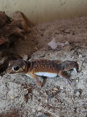 Nephurus levis levis (Knopfschwanzgecko)