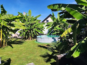 Bananenpflanze Winterhart 