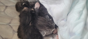 Kitten ab August abzugeben
