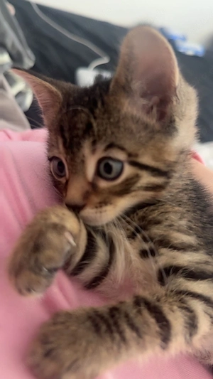 Bengal kitten mix