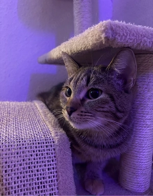 katze abgzugeben 