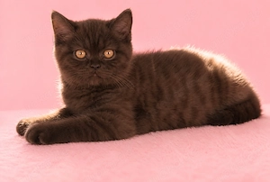 BKH, Kitten, British Kurzhaar, Katze, Chocolate 