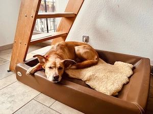 Hund schweren Herzens abzugeben 