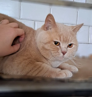 Britisch kurzhaar deckater zuchtkatze fife Stammbaum creme