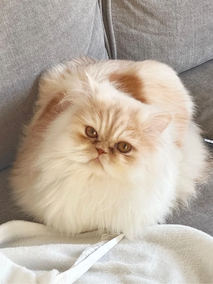original Katze zum verkaufen