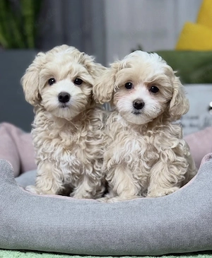 Maltipoo-Welpen zur Vermittlung.
