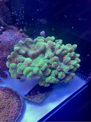 Fiji Stylopora Meerwasser Korallen