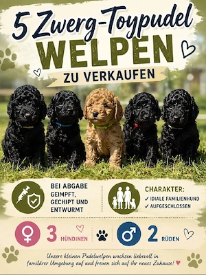 Toy -Zwerg Pudel-Welpen 