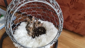 Bengal Kitten reinrassig