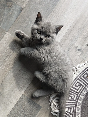BKH Blue Kitten 