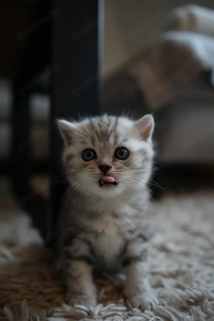 BKH Britisch Kurzhaar Tabby Kitten