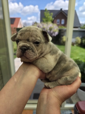 Französische Bulldoggen Welpen mit Nase 