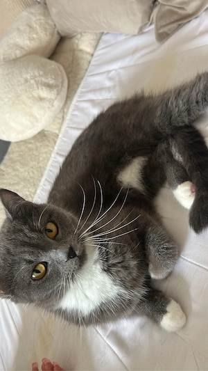 weibliche katze zu verkaufen 