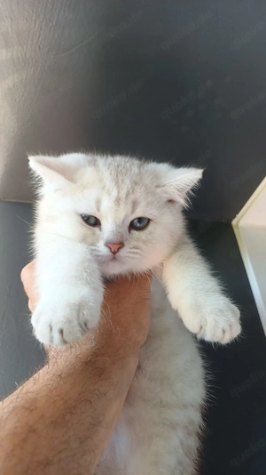 Schöne bkh kater