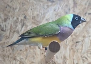 Gouldamadinen 