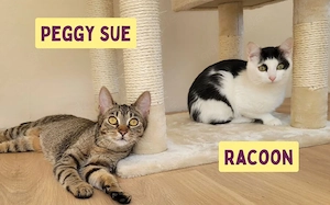 Peggy Sue und Racoon suchen ihr Für-Immer-Zuhause