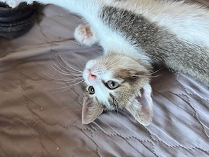 Zuckersüßes Katzenkitten (Mix) in liebevolle Hände abzugeben