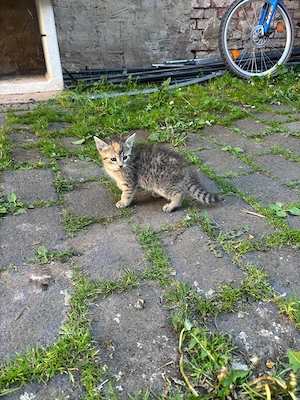 Mischlingskitten weiblich 
