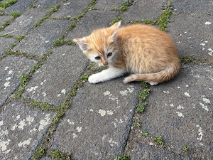 3 Mischlingskitten (2 männlich 1 weiblich)