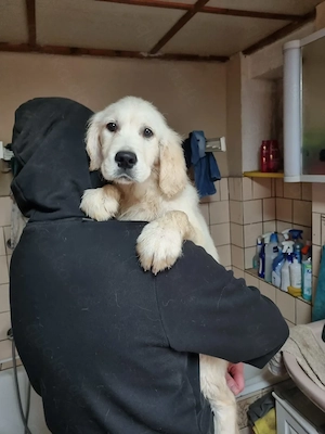 Golden Retriever Welpen 