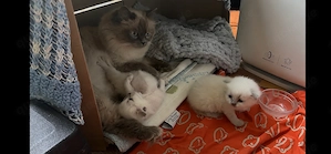 Zauberhafte Heilige-Birma-Kitten suchen ein liebevolles Zuhause