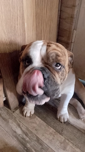 Hund dringen ab zu geben