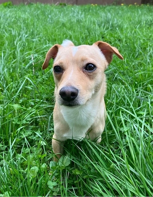 Jack Russell Chihuahua mix sucht ruhiges zuhause 