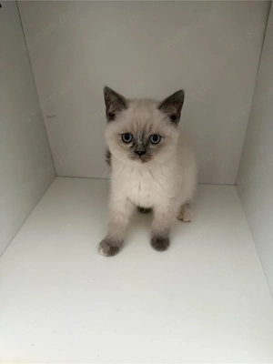 katzen Britisch Kurzhaar