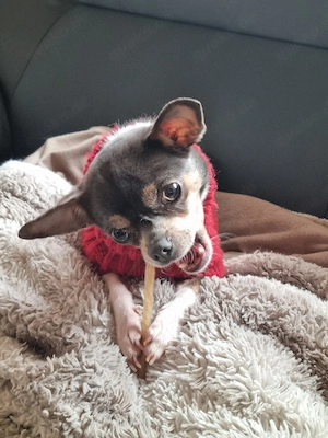 Chihuahua Hündin 