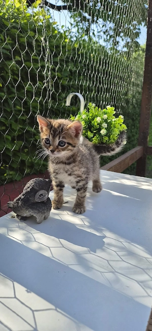 Bildschöne Bengal   Bkh-Siam Mix Kitten