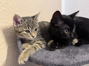 Katzenkinder abzugeben