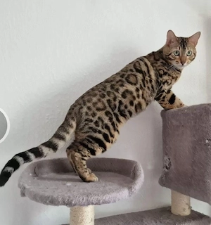 mein Sky sucht ein neues zuhause 