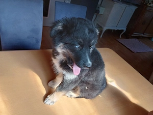 Husky Mix Welpen 
